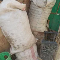بار کفتر