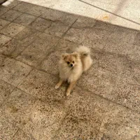 سگ پامرانین نر ۷ ماهه تربیت شده کامل|سگ|پرند, فاز ۲|دیوار