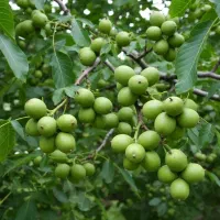 پیش‌فروش محدود نهال گردو پرمحصول