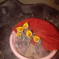 پرنده مینا