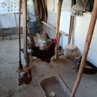 مرغ و خروس محلی