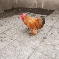 خروس کوشین|حیوانات مزرعه|رشت, سلیمانداراب|دیوار