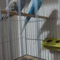 مرغ عشق انگلیسی مولد