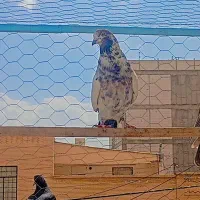 کفتر عالی|پرنده|سیرجان, |دیوار