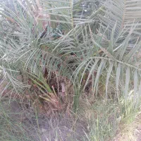 جونگ خرما|گل و گیاه طبیعی|بم, |دیوار