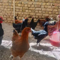 مرغ و خروس