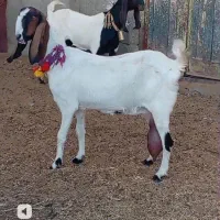 فروش 2راس بز پاکستانی