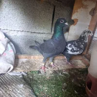 گوره|پرنده|برازجان, |دیوار