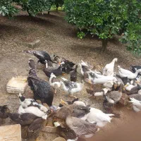 فروش محصولات ارگانیک مزرعه سبز|حیوانات مزرعه|گتاب, |دیوار