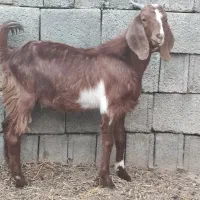 کهره نر|حیوانات مزرعه|وحدتیه, |دیوار