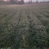 نهال سابرینا پر بار