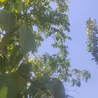فروش گردو سر درختی
