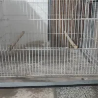 قفس بزرگ