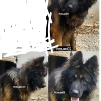 واگذاری سگ نر ژرمن شپرد شولاین موبلند