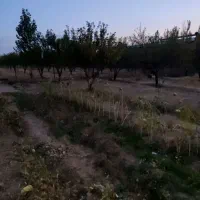 باغ و زمین شخصی|فروش زمین و ملک کلنگی|باغ حلی, |دیوار