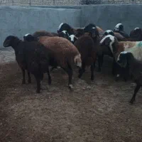 هیجده راس بره ماده و گاو قصر|حیوانات مزرعه|کمیجان, |دیوار