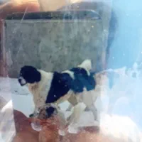 باسلام این حیون سیاه سفید گم شده حدود ۴۰ روز پیش