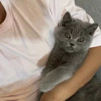 گربه بریتیش بلو