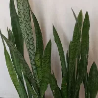 گل طبیعی|گل و گیاه طبیعی|آبدانان, |دیوار