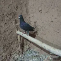 کفتر و کبوتر|پرنده|کدکن, |دیوار