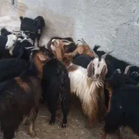 بز داشتی ترکی