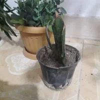 چهار عددگلدان به همراه زیر گلدانی|گل و گیاه طبیعی|شیراز, شهرک فرزانگان|دیوار