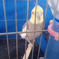 عروس هلندی نر|پرنده|فولادشهر, مسکن مهر فولادشهر|دیوار