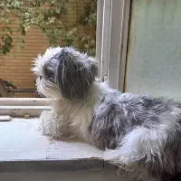 سگ شیتزو سوپر فلت برای جفتگیری