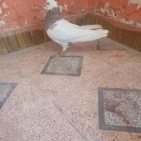 طوقی|پرنده|بهبهان, |دیوار