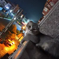 فروشه گربه اسکاتیش