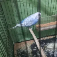 مرغ عشق نر
