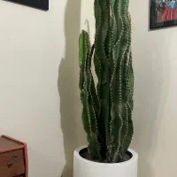 کاکتوس ( گیاه آپارتمانی )|گل و گیاه طبیعی|تهران, شهرک مخابرات|دیوار