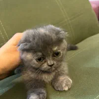 اسکاتیش بریتیش فولد و انفولد همراه با مادر|گربه|کرمانشاه, |دیوار