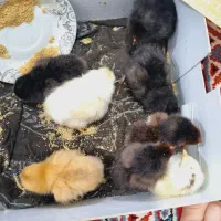 جوجه  مرغ پا پری دورگه