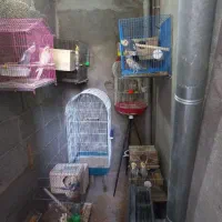 جوجه عروس هلندی