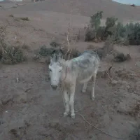 الاغ گله گرد بشرت بشرت آروم آروم
