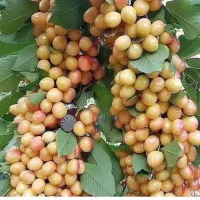 ارسال نهال به سراسر کشور