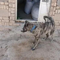 واگذاری دوقلاده سگ