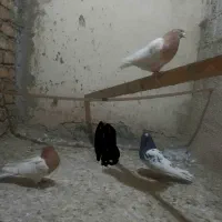 کفتر سینه سیاه و قهوه ای|پرنده|رباط‌کریم, مسکن مهر آبشناسان|دیوار