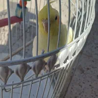 عروس هلندی|پرنده|سبزوار, باهنر|دیوار