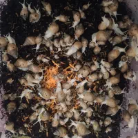 فروش حلزون طبی با خاک مخصوص|آرایشی، بهداشتی، درمانی|فسا, |دیوار