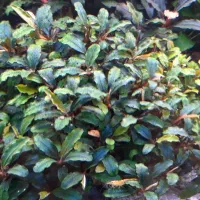 بوسیف وآنوبیاس|ماهی|ری, شهرری|دیوار