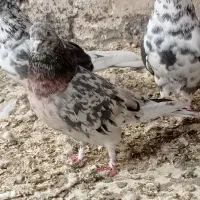 کورچین|پرنده|خرمدره, |دیوار