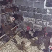مرغ و خروس،اردک اسرائیلی ،بوقلمون کاج لاوسون|حیوانات مزرعه|چالوس, |دیوار