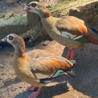 غاز مصری مولد