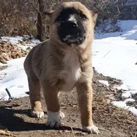 توله*سگ*های سرابی