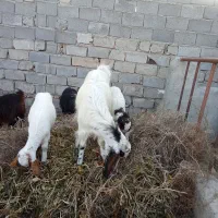 برز گلابی با دو بزقاله ماده فوروشی