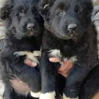 توله سگ قهدریجانی