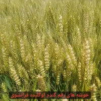 بذر مادری گندم فرانسوی اوکلید،باسیلیو،کولکتورآرامش