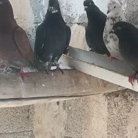 11کبوتر|پرنده|تیران, |دیوار